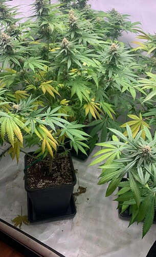 Growreport Bild 11