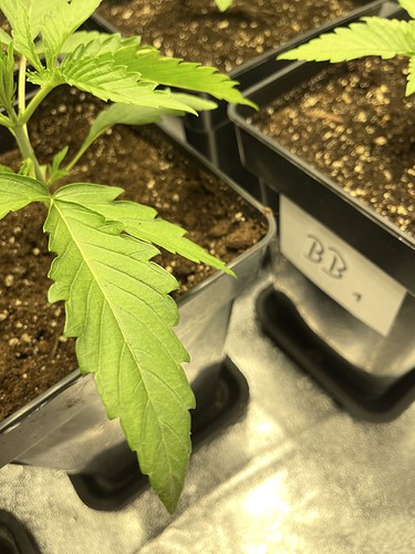 Growreport Bild 11