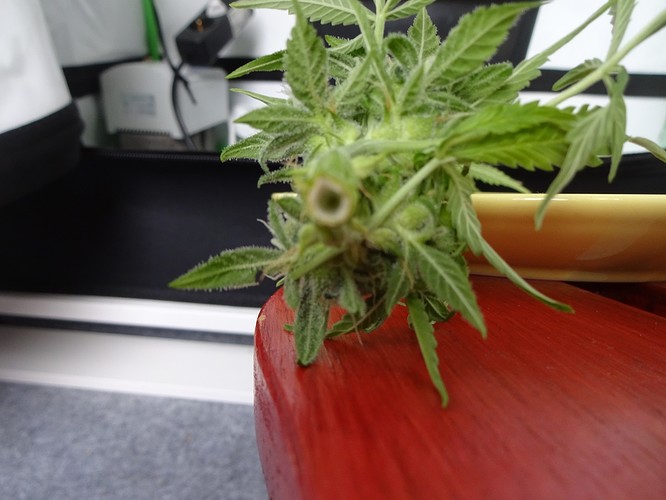 Growreport Bild 16