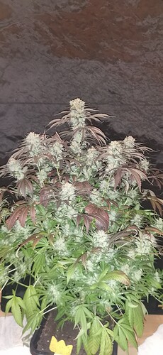 Growreport Bild 11