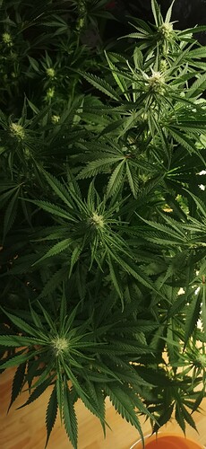 Growreport Bild 25