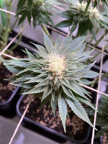 Growreport Bild 1