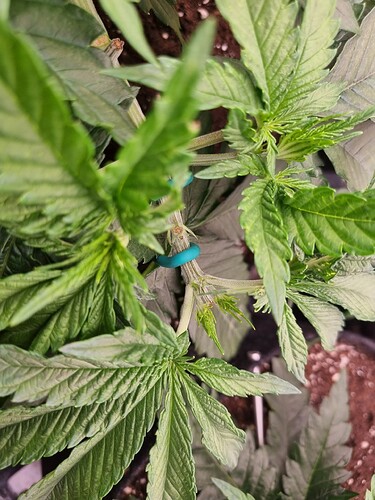 Growreport Bild 3