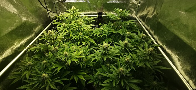 Growreport Bild 34