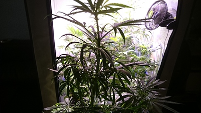 Growreport Bild 13