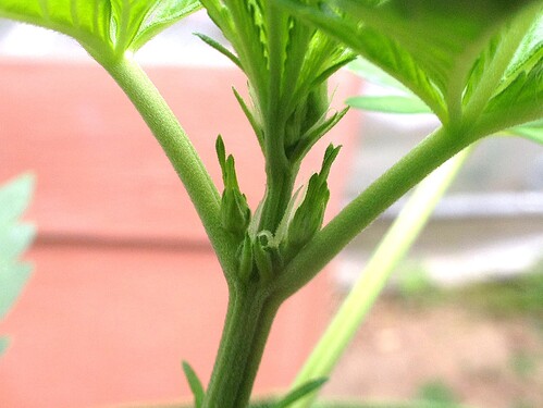Growreport Bild 30