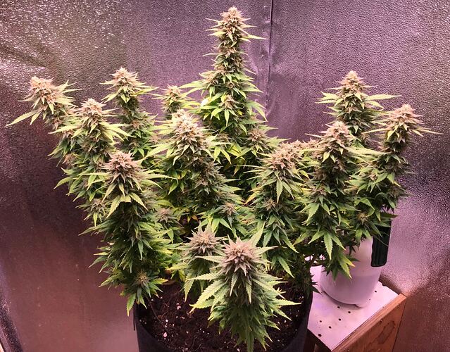 Growreport Bild 1