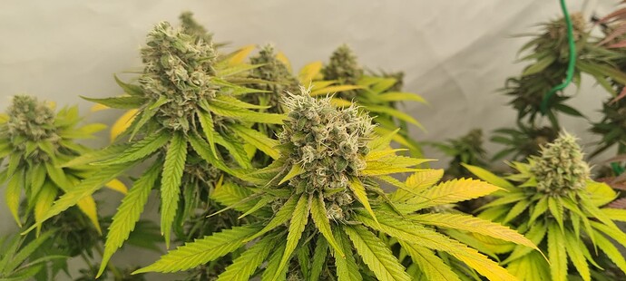 Growreport Bild 3