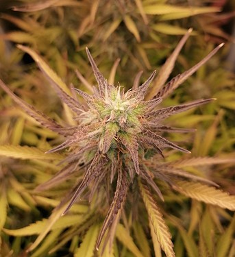 Growreport Bild 3