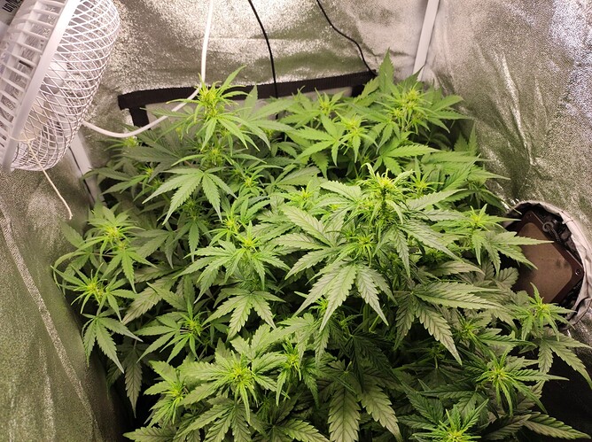 Growreport Bild 4
