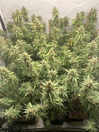 Growreport Bild 3