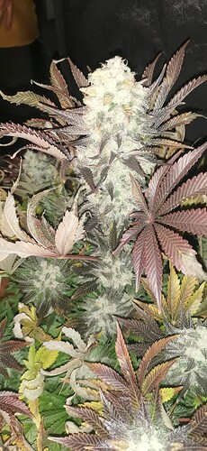 Growreport Bild 7