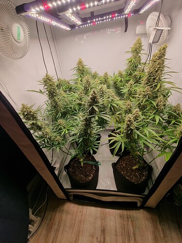 Growreport Bild 1