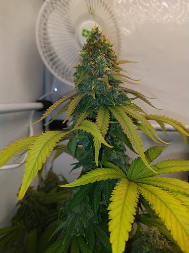Growreport Bild 6