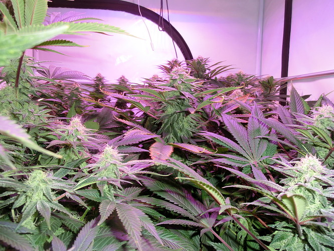 Growreport Bild 11
