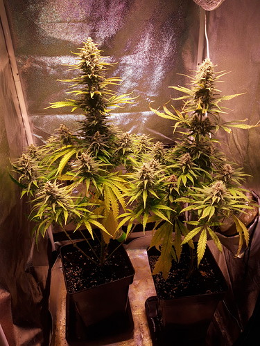 Growreport Bild 7