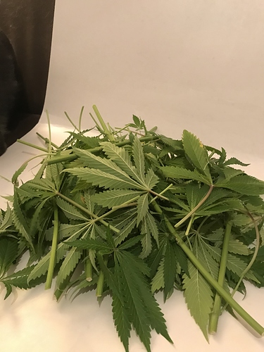 Growreport Bild 8