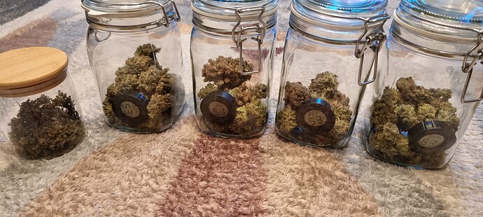Anfänger - Minigrow One 36x38x69cm - Amnesia Haze