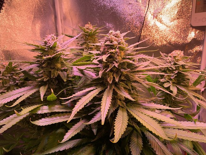 Growreport Bild 14