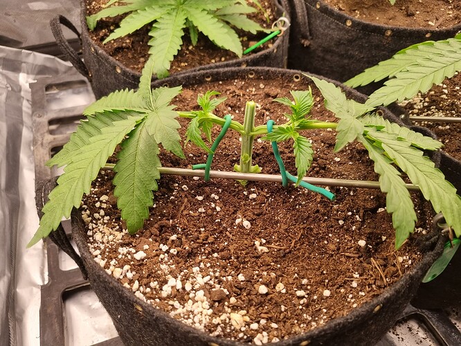 Growreport Bild 7