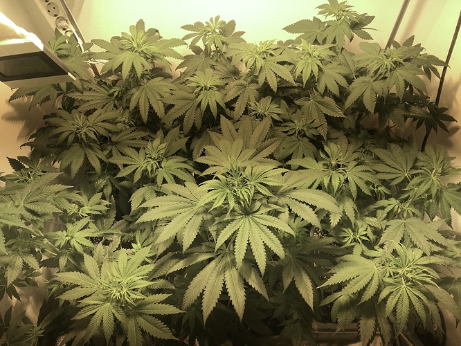 Growreport Bild 26