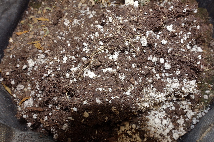 Growreport Bild 4