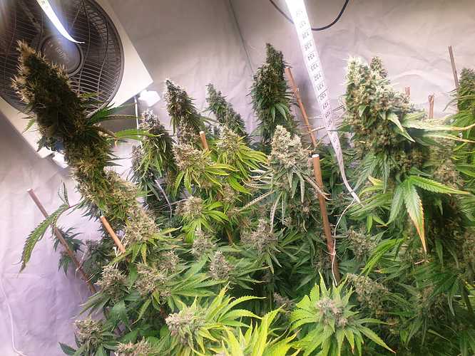 Growreport Bild 4