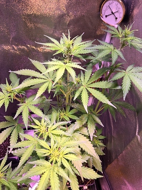 Growreport Bild 24