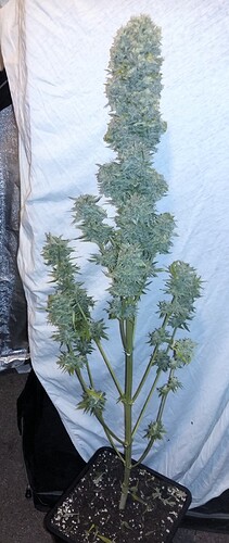 Growreport Bild 12