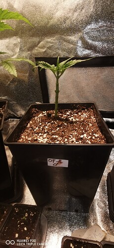 Growreport Bild 3