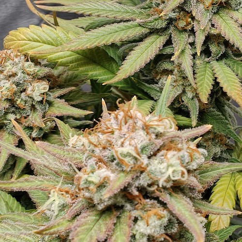 Growreport Bild 14