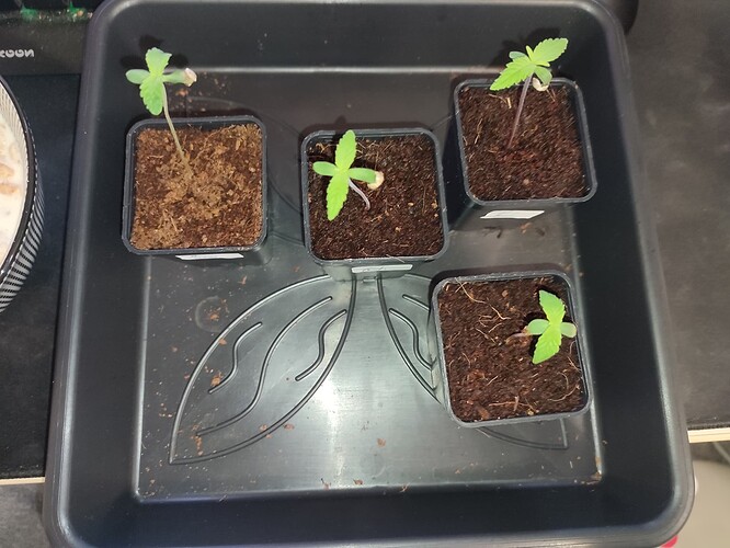 Growreport Bild 1