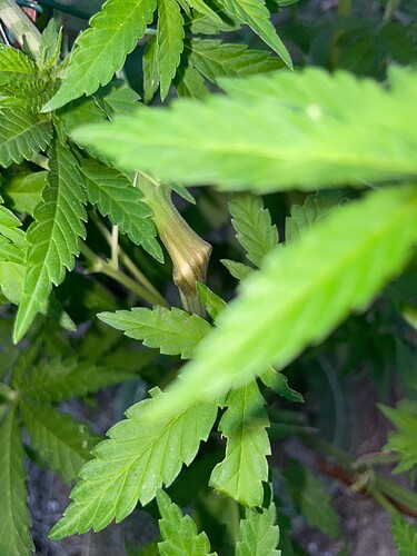 Growreport Bild 36