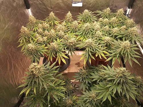 Growreport Bild 1