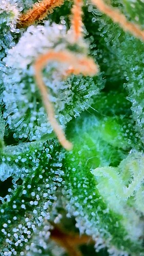 Growreport Bild 8