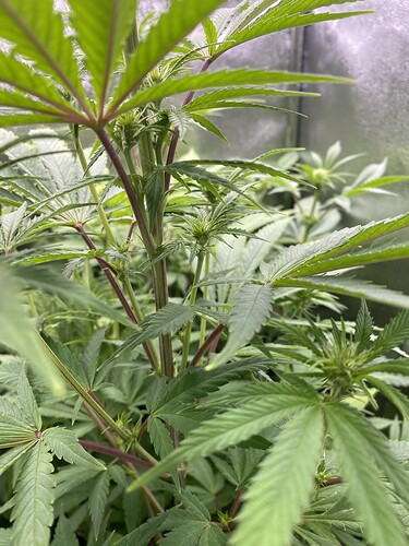 Growreport Bild 6