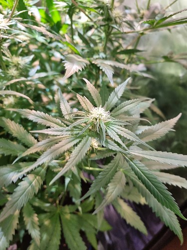 Growreport Bild 10