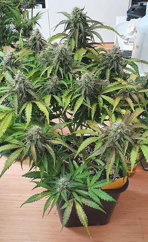 Growreport Bild 3