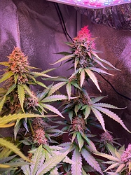 Growreport Bild 26