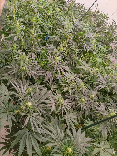 Growreport Bild 13