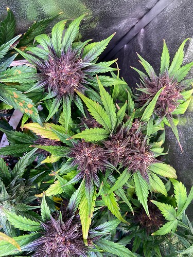 Growreport Bild 7
