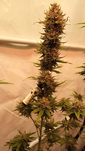 Growreport Bild 27