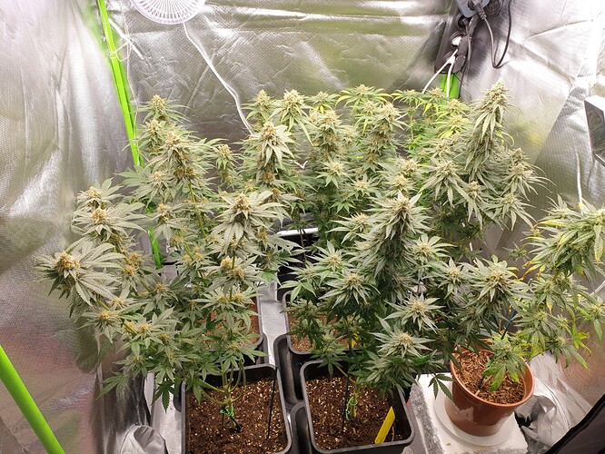 Growreport Bild 4