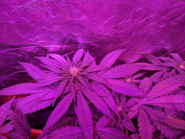 Growreport Bild 2