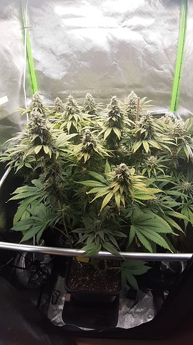 Growreport Bild 14