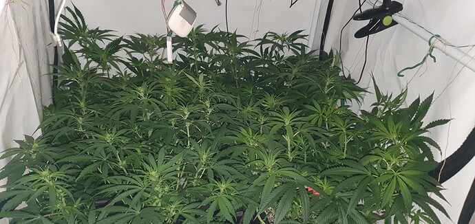 Growreport Bild 6