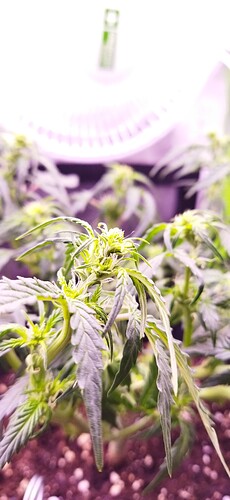 Growreport Bild 69