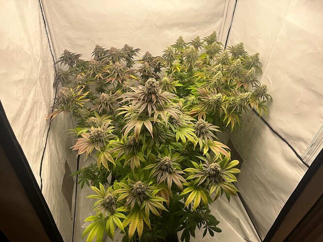 Growreport Bild 6
