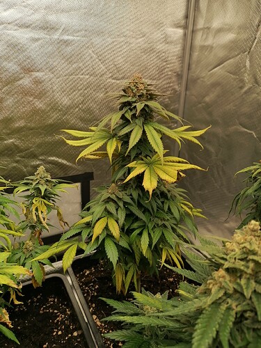 Growreport Bild 7