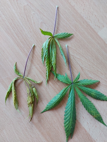 Growreport Bild 4